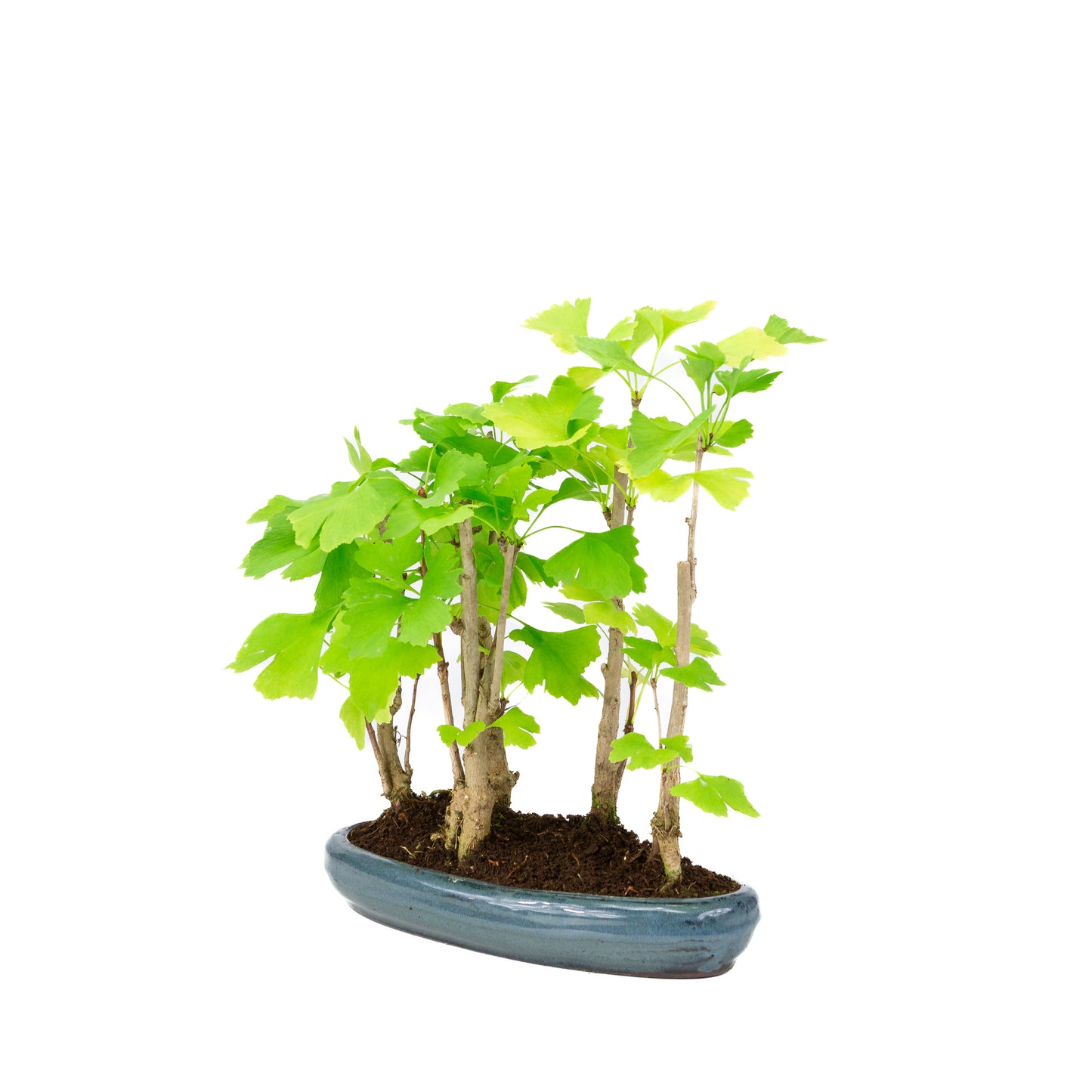 Ginkgo biloba group 5 oval pot 29cm, height ~35cm