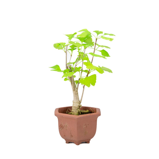 Ginkgo biloba brown hexagonal pot 15cm, height ~32cm