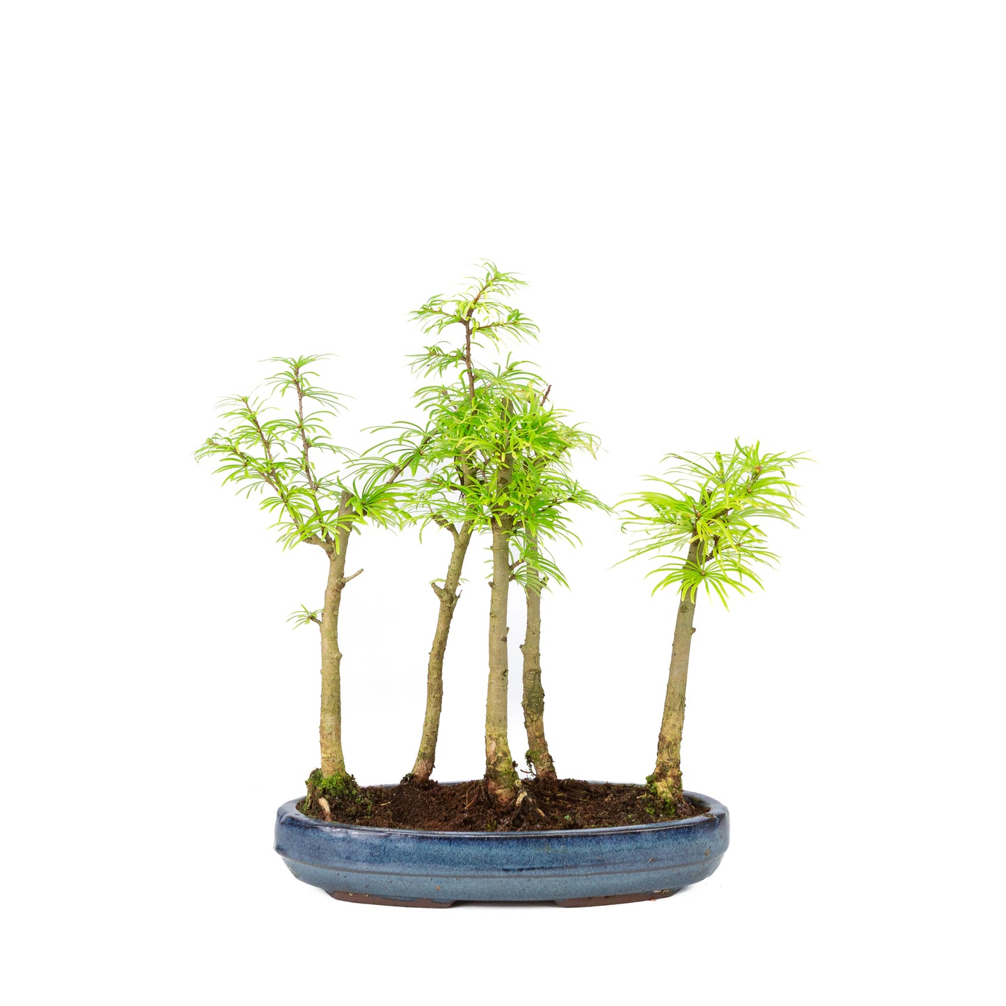 Pseudolarix amabilis forest blue oval pot 25cm, height ~35cm