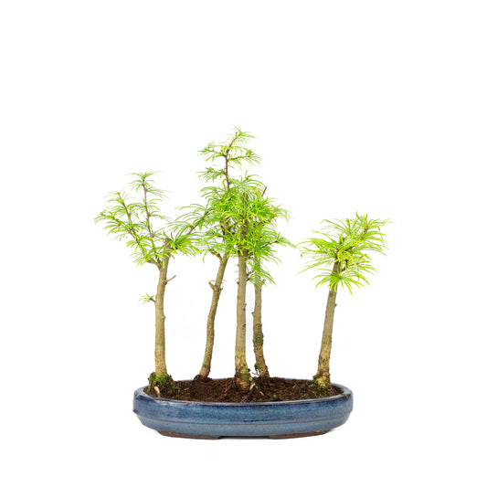 Pseudolarix amabilis forest blue oval pot 25cm, height ~35cm