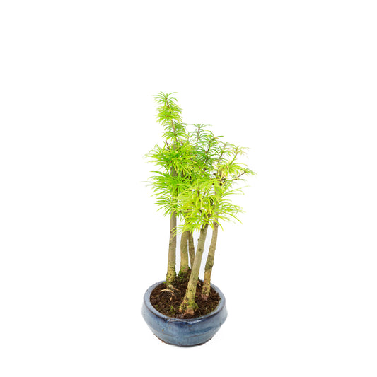 Pseudolarix amabilis forest blue oval pot 25cm, height ~35cm