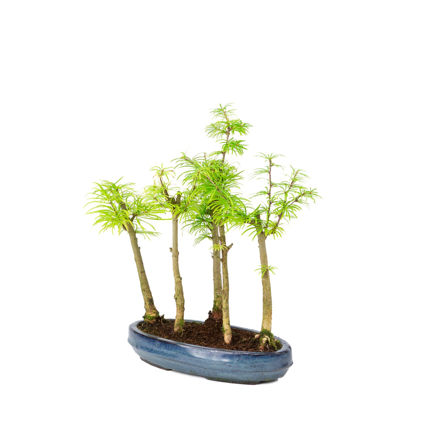 Pseudolarix amabilis forest blue oval pot 25cm, height ~35cm