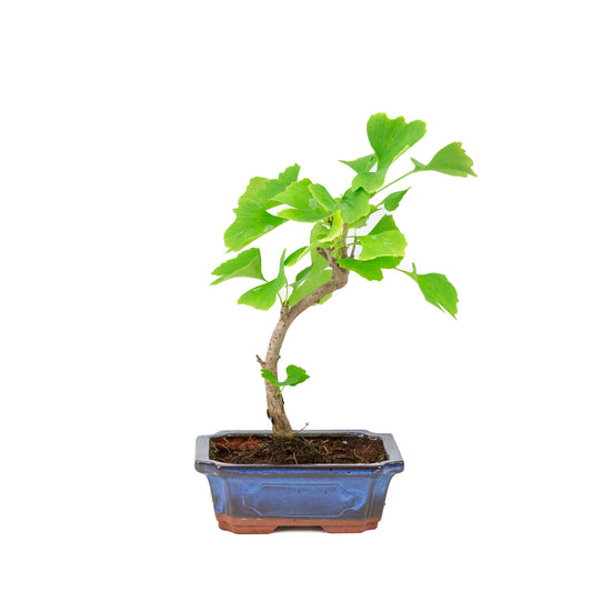 Ginkgo biloba blue rectangular pot 18cm, height ~35cm