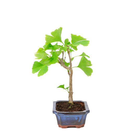 Ginkgo biloba blue rectangular pot 18cm, height ~35cm