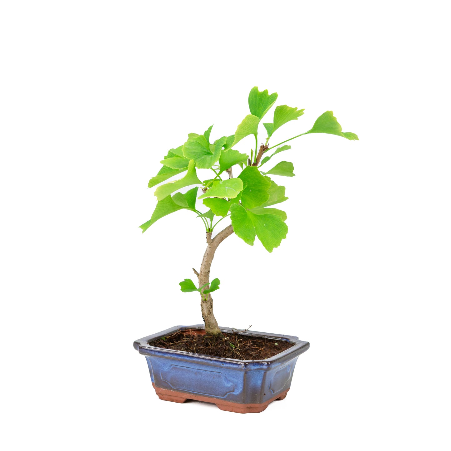Ginkgo biloba blue rectangular pot 18cm, height ~35cm