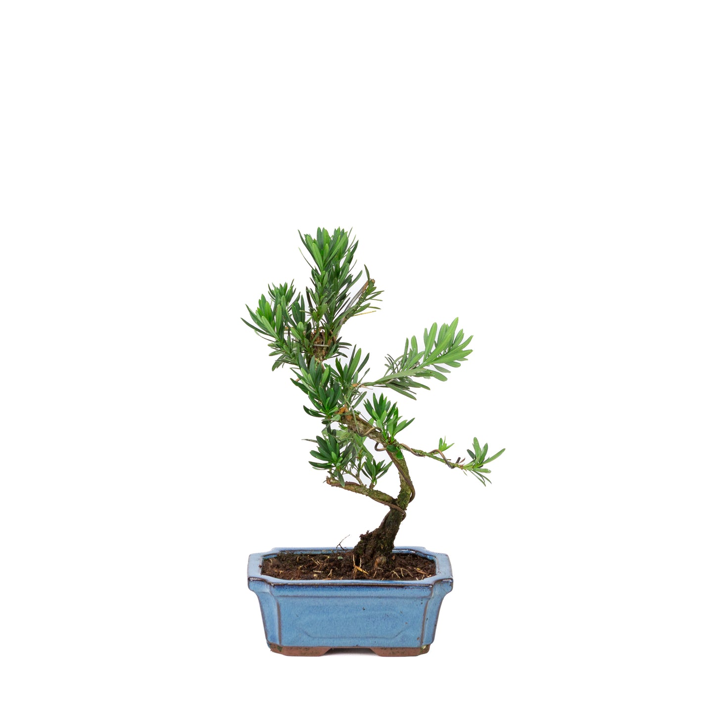 Podocarpus macrophylla blue rectangular pot 15cm, height ~35cm