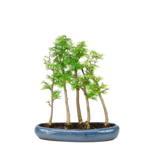 Pseudolarix amabilis forest blue oval pot 30cm, height ~35cm