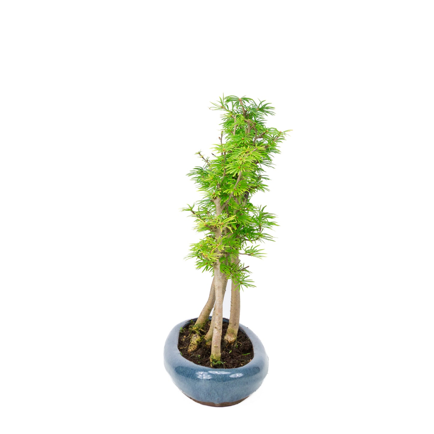 Pseudolarix amabilis forest blue oval pot 30cm, height ~35cm