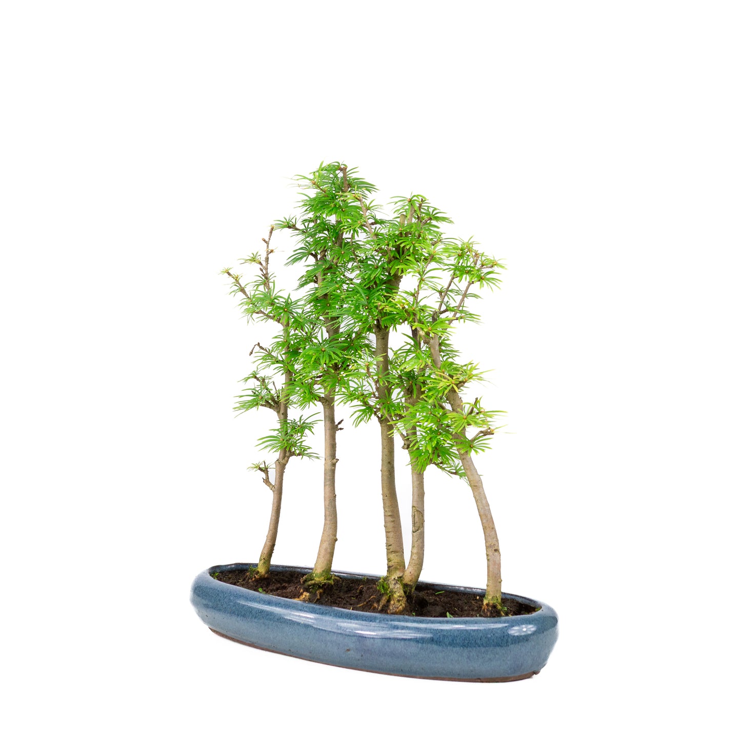 Pseudolarix amabilis forest blue oval pot 30cm, height ~35cm