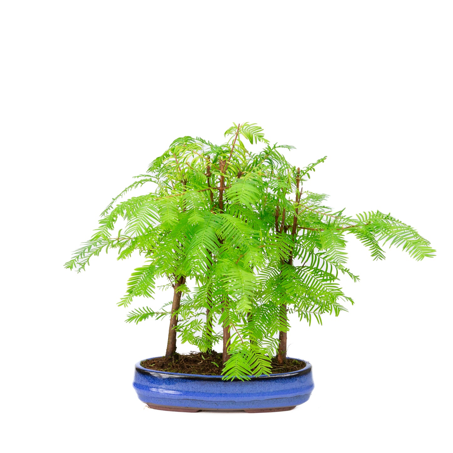 Metasequoia glyptostroboides group 5 oval pot 22cm, height ~33cm