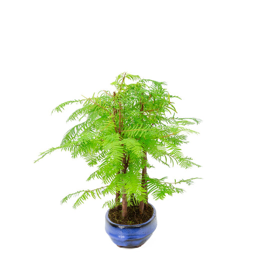 Metasequoia glyptostroboides group 5 oval pot 22cm, height ~33cm