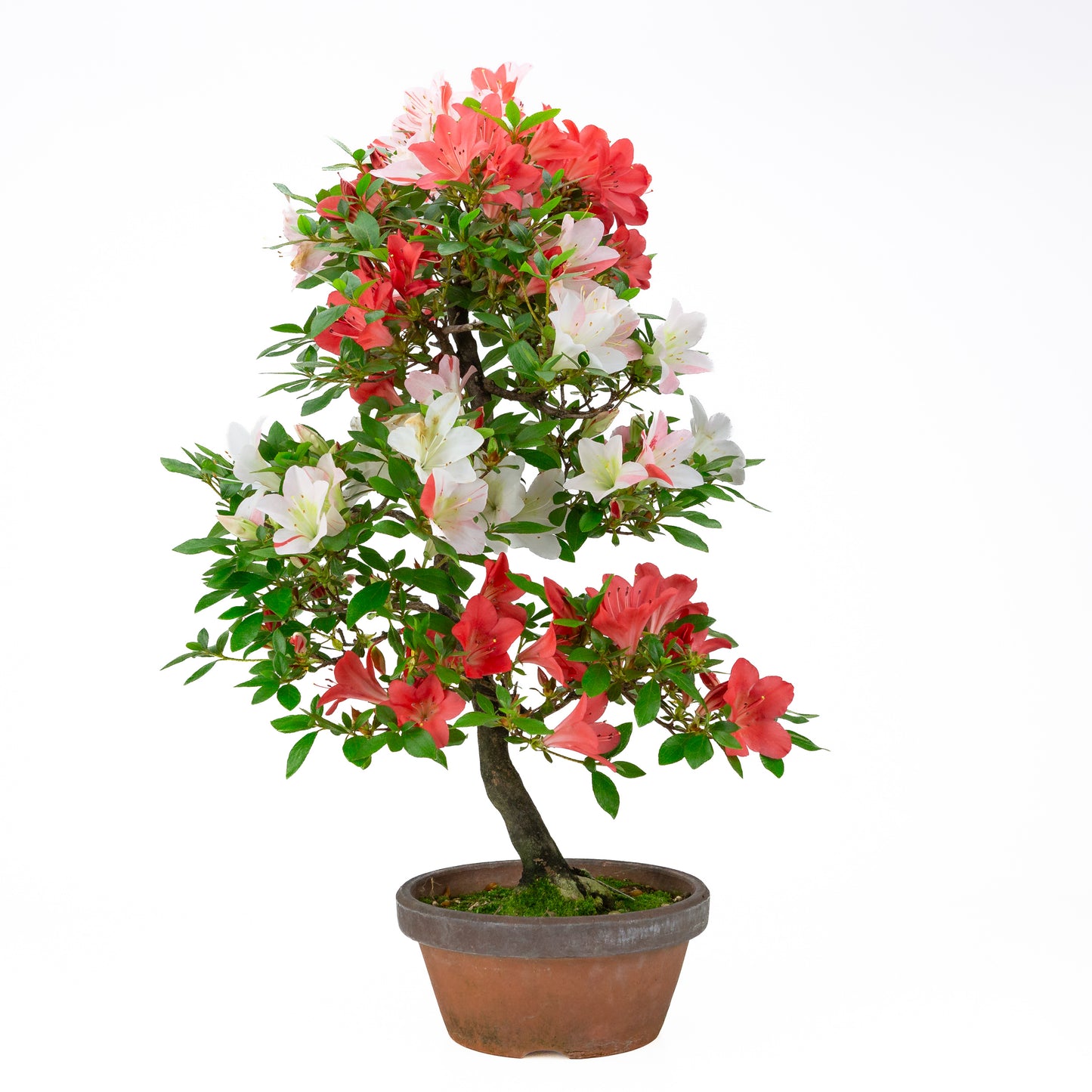 Rhododendron indicum 'Yume Monogatari' (satsuki azalea), hoogte ~62cm