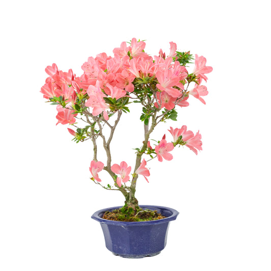 Rhododendron indicum 'Toki' (satsuki azalea), hoogte ~47cm