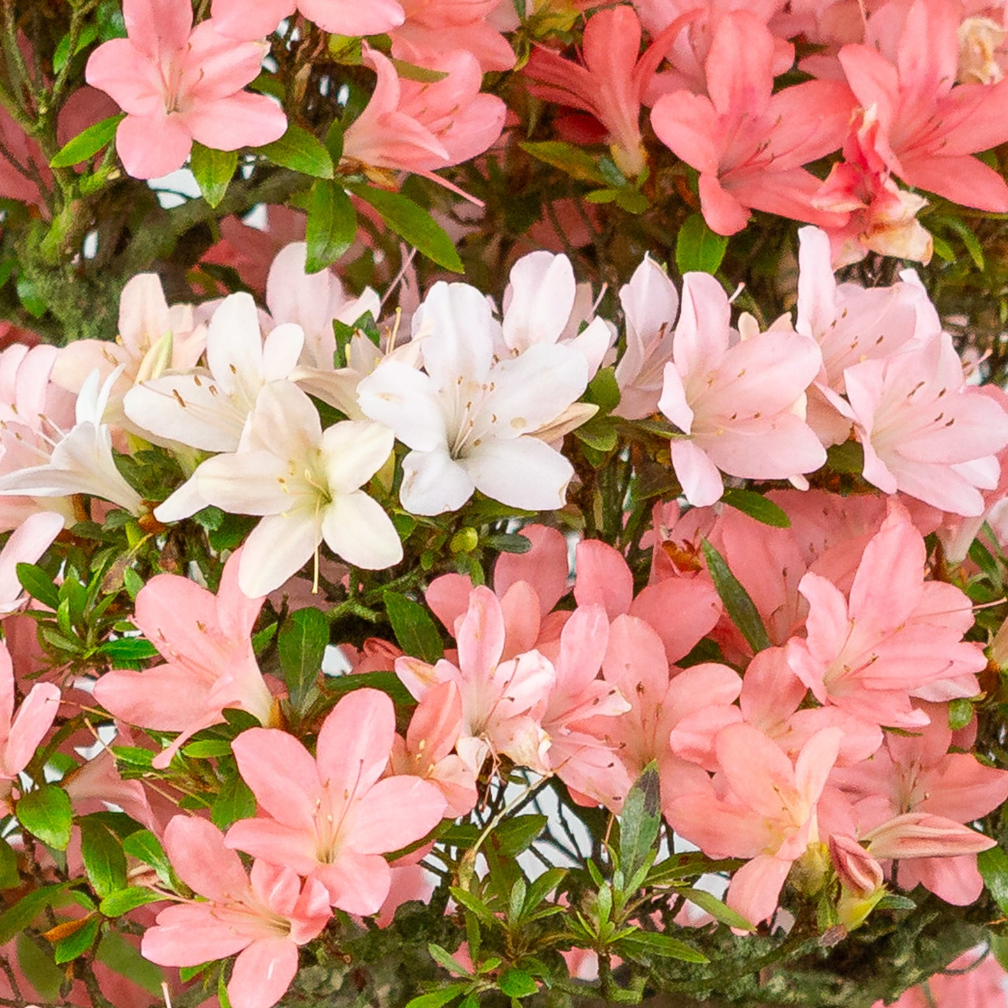 Rhododendron indicum (satsuki azalea), hoogte ~77cm
