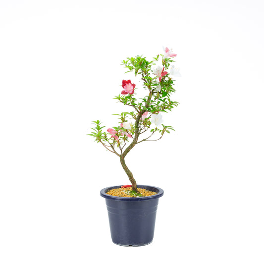 Rhododendron indicum 'Yubi no Kagayaki' (satsuki azalea), height ~56cm