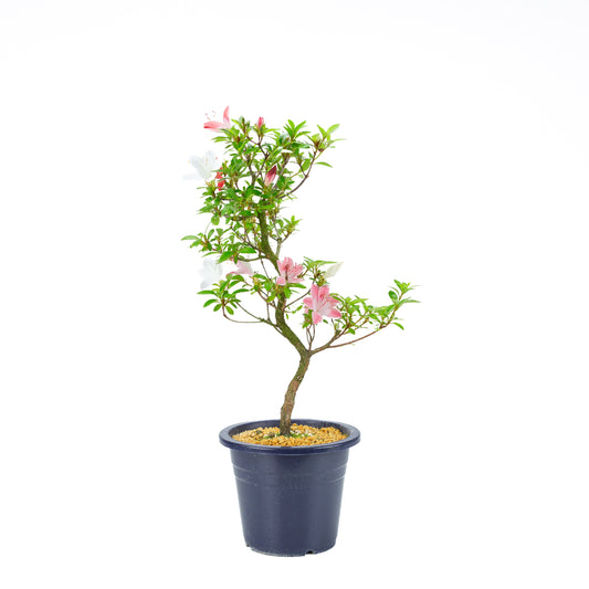 Rhododendron indicum 'Yubi no Kagayaki' (satsuki azalea), height ~56cm