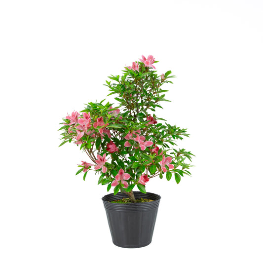 Rhododendron indicum 'Hatsukoi' (satsuki azalea), height ~54cm
