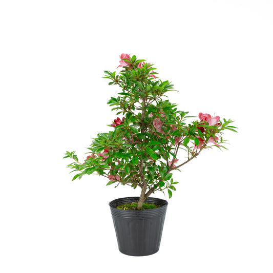 Rhododendron indicum 'Hatsukoi' (satsuki azalea), height ~54cm