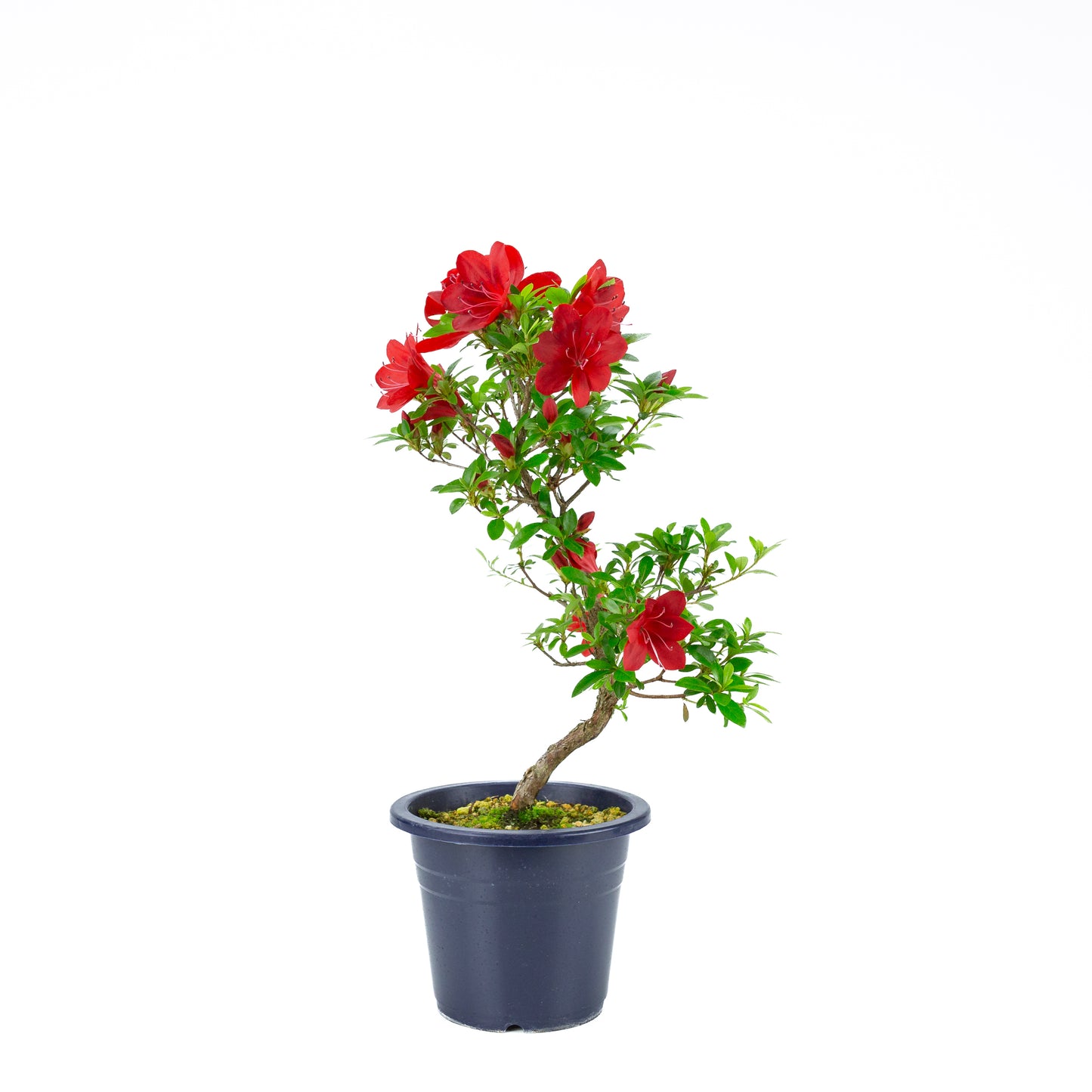 Rhododendron indicum 'Kangiten' (satsuki azalea), hoogte ~54cm