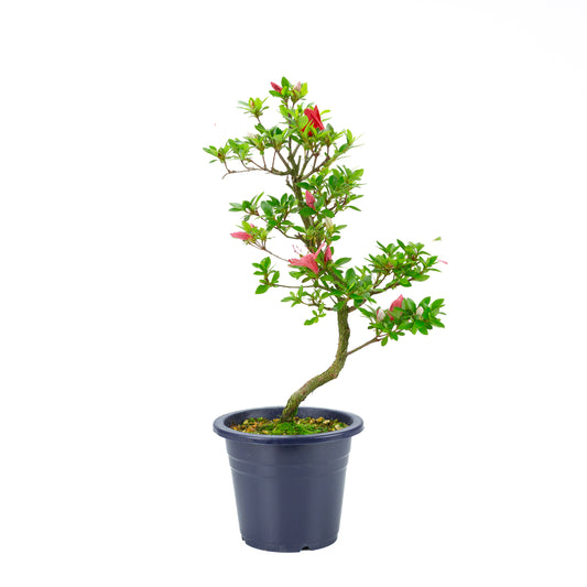 Rhododendron indicum 'Kangiten' (satsuki azalea), height ~56cm