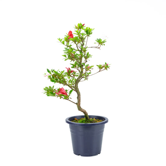 Rhododendron indicum 'Kangiten' (satsuki azalea), height ~56cm