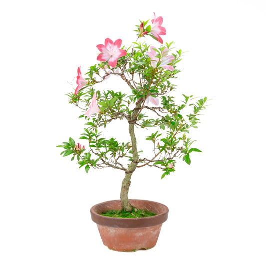 Rhododendron indicum 'Hatsukoi' (satsuki azalea), height ~62cm