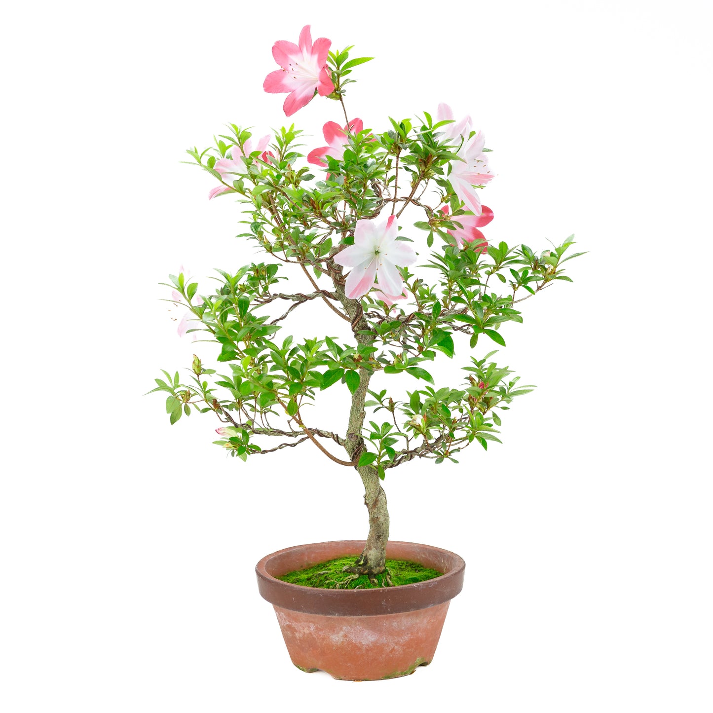 Rhododendron indicum 'Hatsukoi' (satsuki azalea), hoogte ~62cm