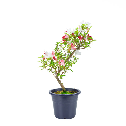 Rhododendron indicum 'Yubi no Kagayaki' (satsuki azalea), height ~54cm