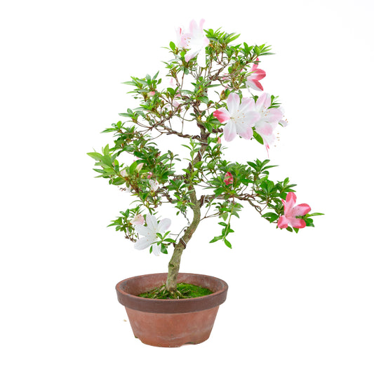 Rhododendron indicum 'Hatsukoi' (satsuki azalea), height ~59cm