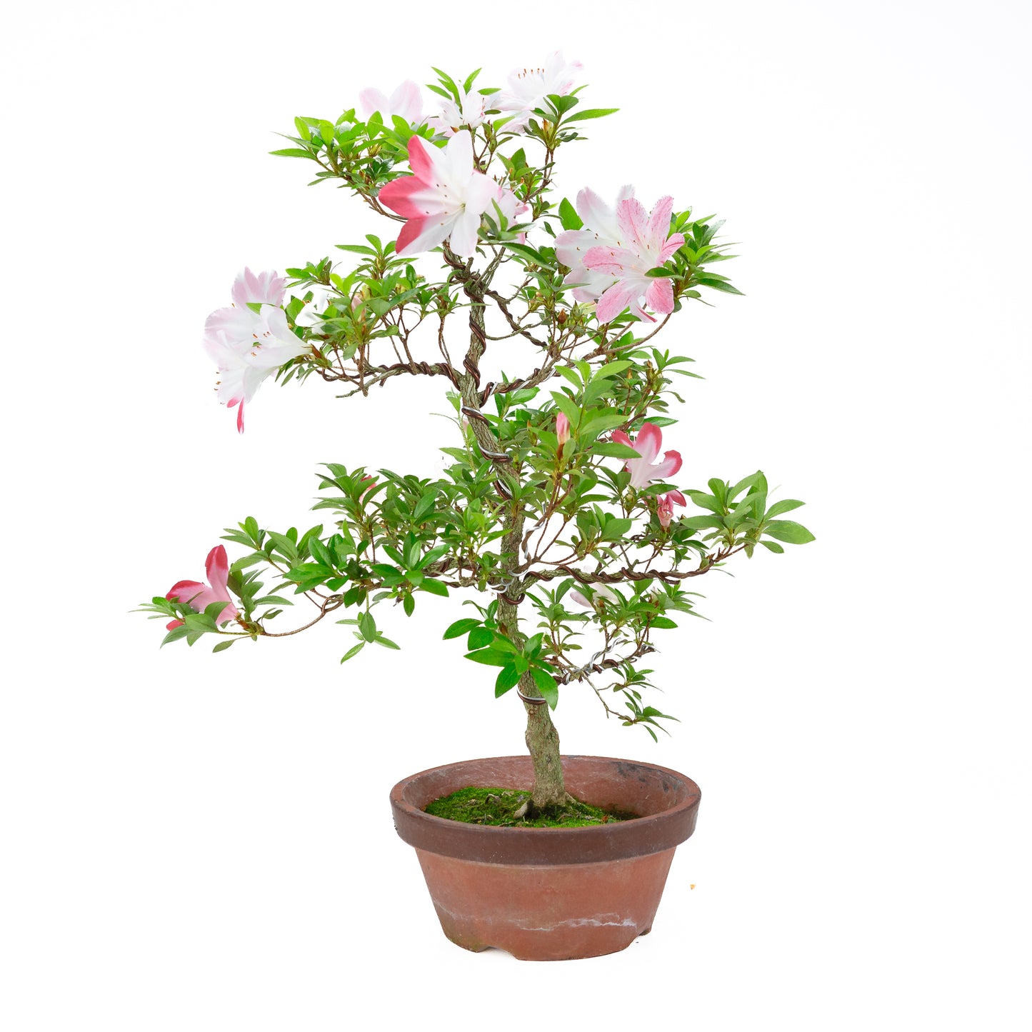 Rhododendron indicum 'Hatsukoi' (satsuki azalea), hoogte ~59cm