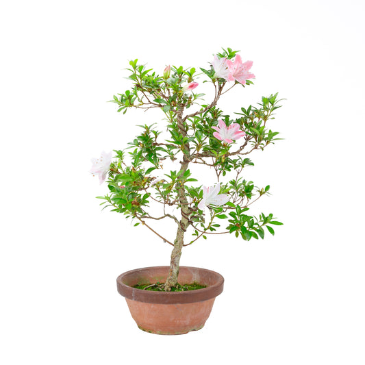 Rhododendron indicum 'Hatsukoi' (satsuki azalea), height ~56cm
