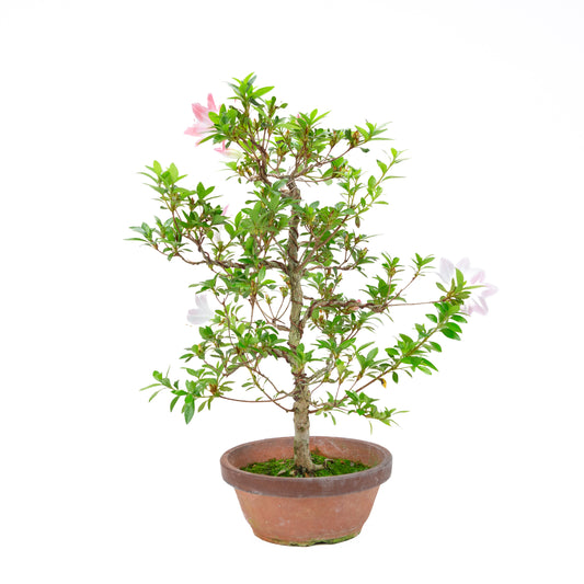 Rhododendron indicum 'Hatsukoi' (satsuki azalea), height ~56cm