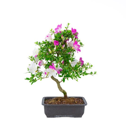 Rhododendron indicum 'Ruka' (satsuki azalea), height ~54cm