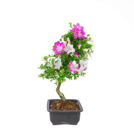 Rhododendron indicum 'Ruka' (satsuki azalea), height ~54cm