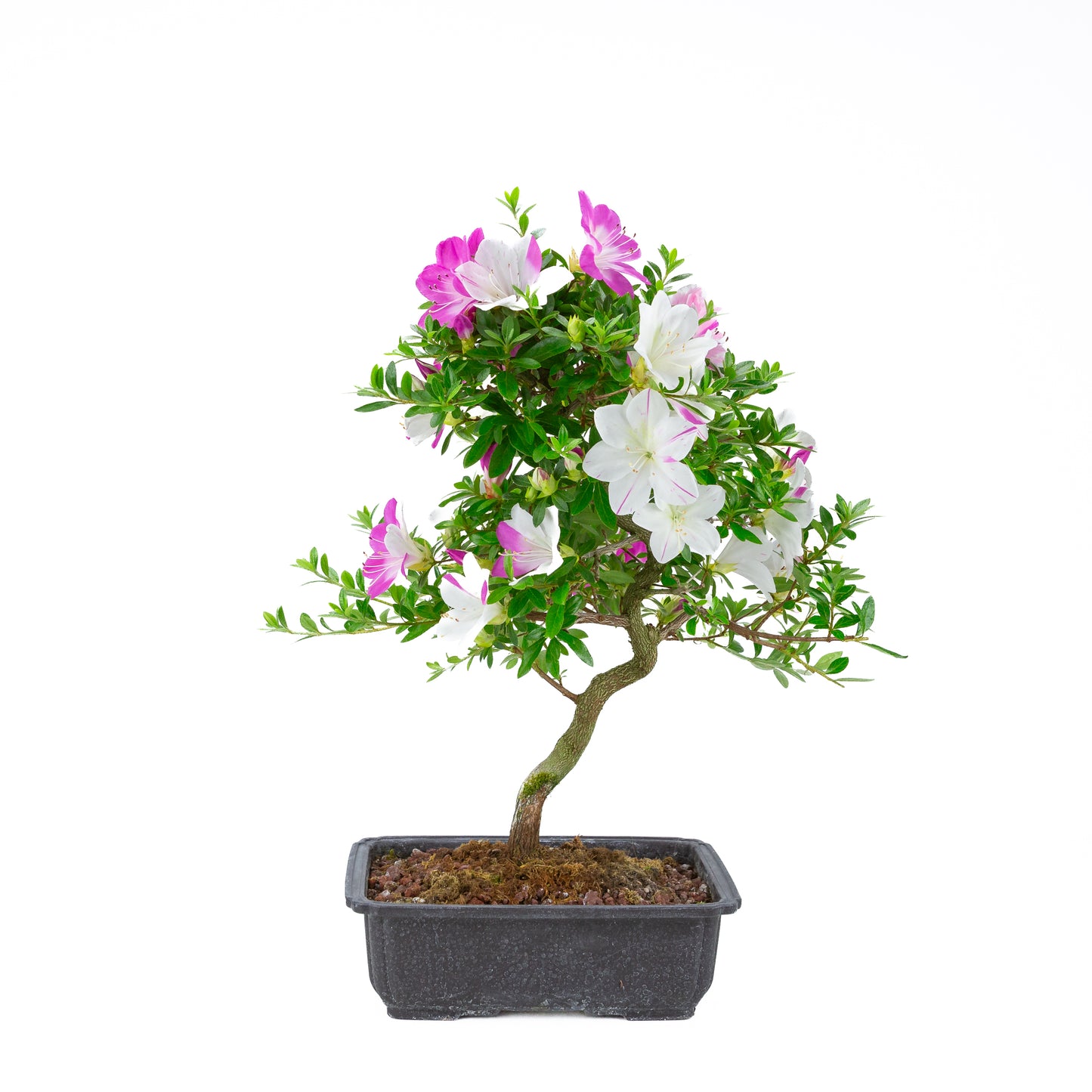 Rhododendron indicum 'Ruka' (satsuki azalea), hoogte ~54cm