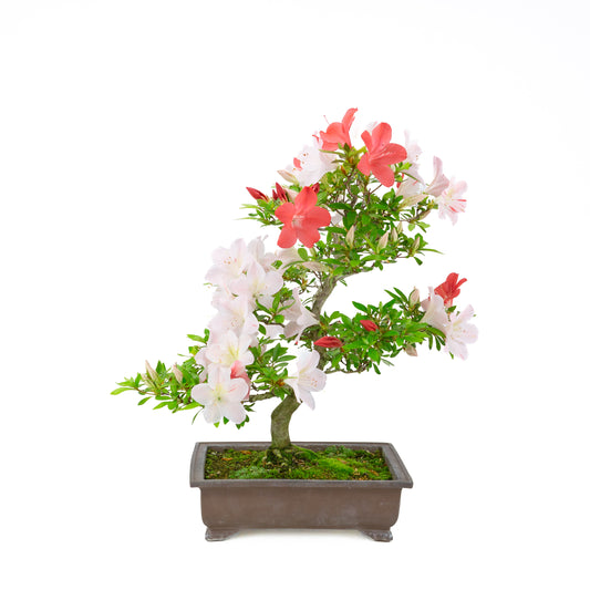 Rhododendron indicum 'Minaru' (satsuki azalea), height ~54cm