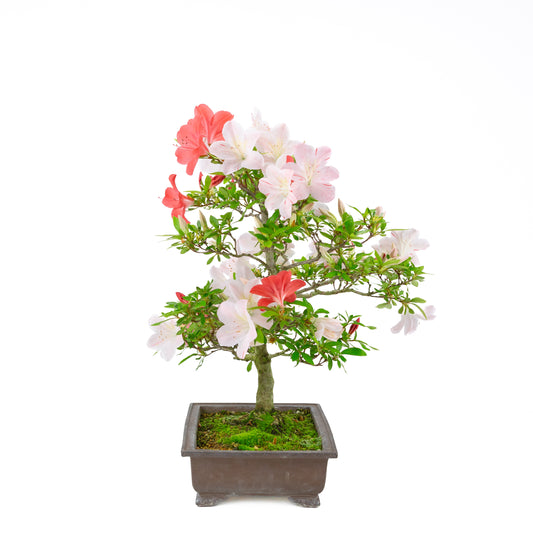 Rhododendron indicum 'Minaru' (satsuki azalea), height ~54cm