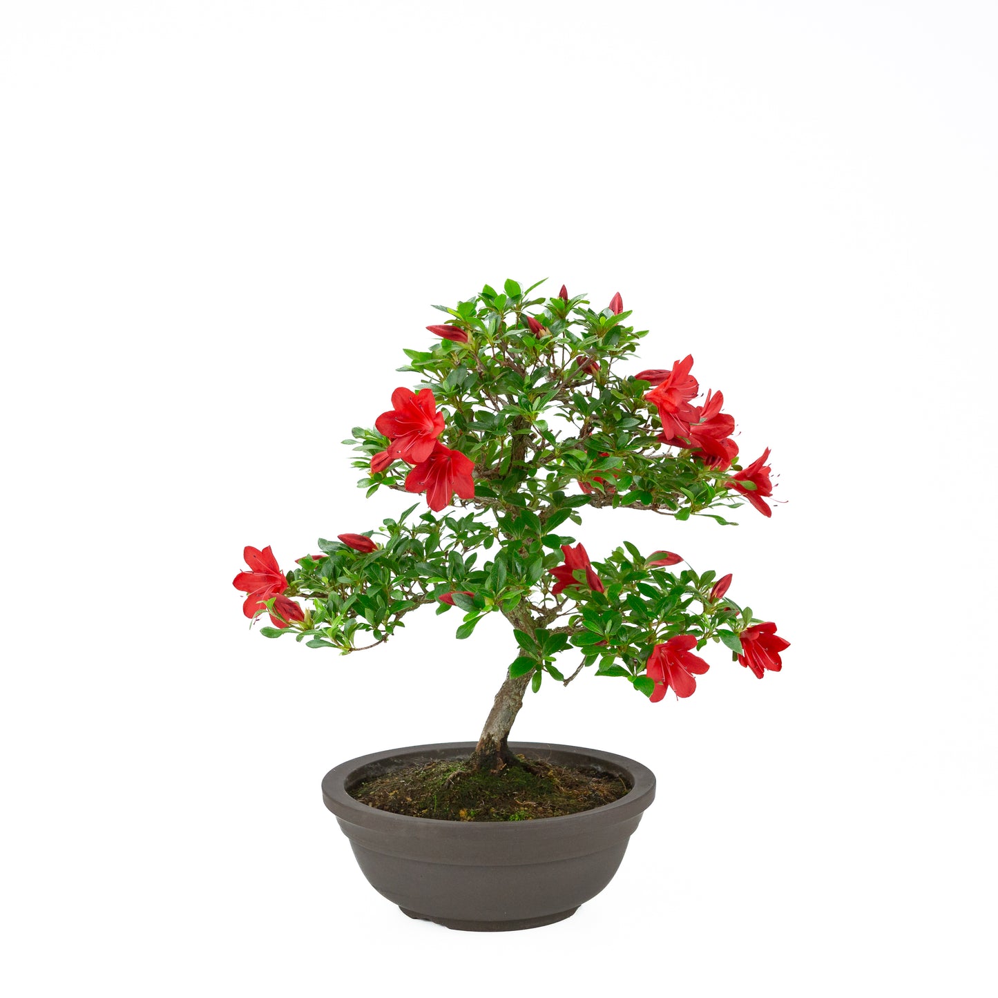 Rhododendron indicum 'Suzakuhime' (satsuki azalea), hoogte ~46cm
