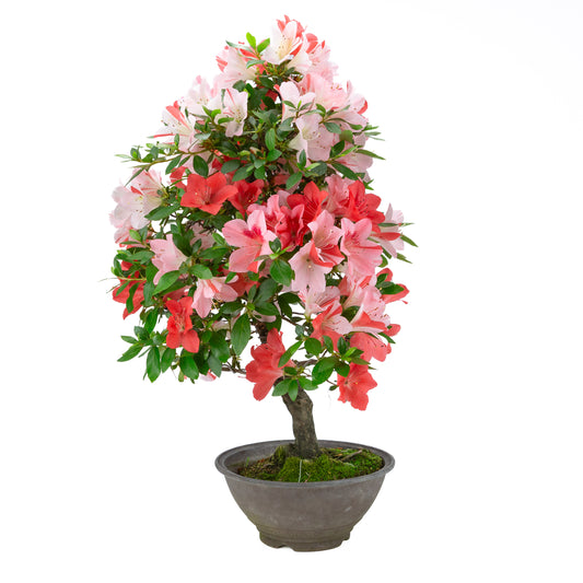 Rhododendron indicum 'Yumekoyo' (satsuki azalea), height ~62cm