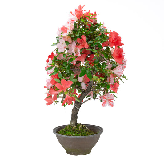 Rhododendron indicum 'Yumekoyo' (satsuki azalea), height ~62cm