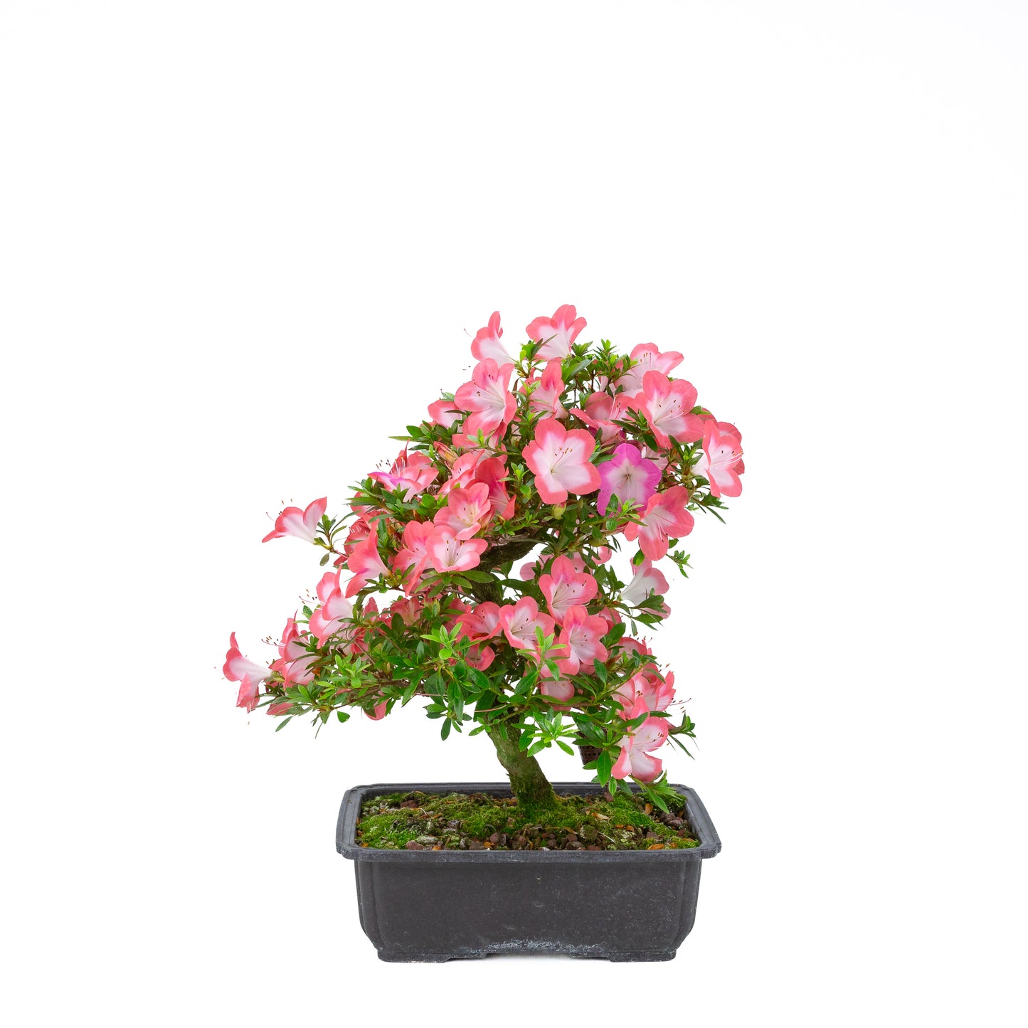 Rhododendron indicum 'Sakura' (satsuki azalea), hoogte ~44cm