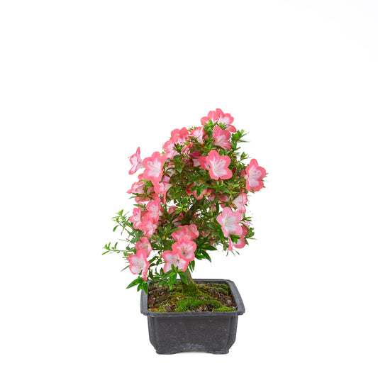 Rhododendron indicum 'Sakura' (satsuki azalea), height ~44cm