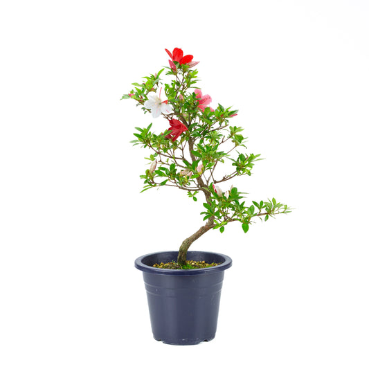 Rhododendron indicum 'Kangiten' (satsuki azalea), height ~53cm