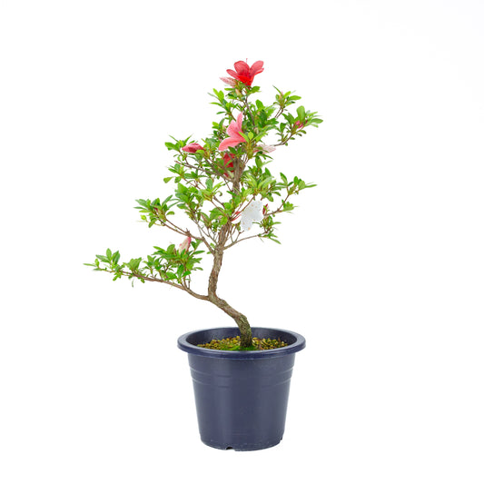 Rhododendron indicum 'Kangiten' (satsuki azalea), height ~53cm