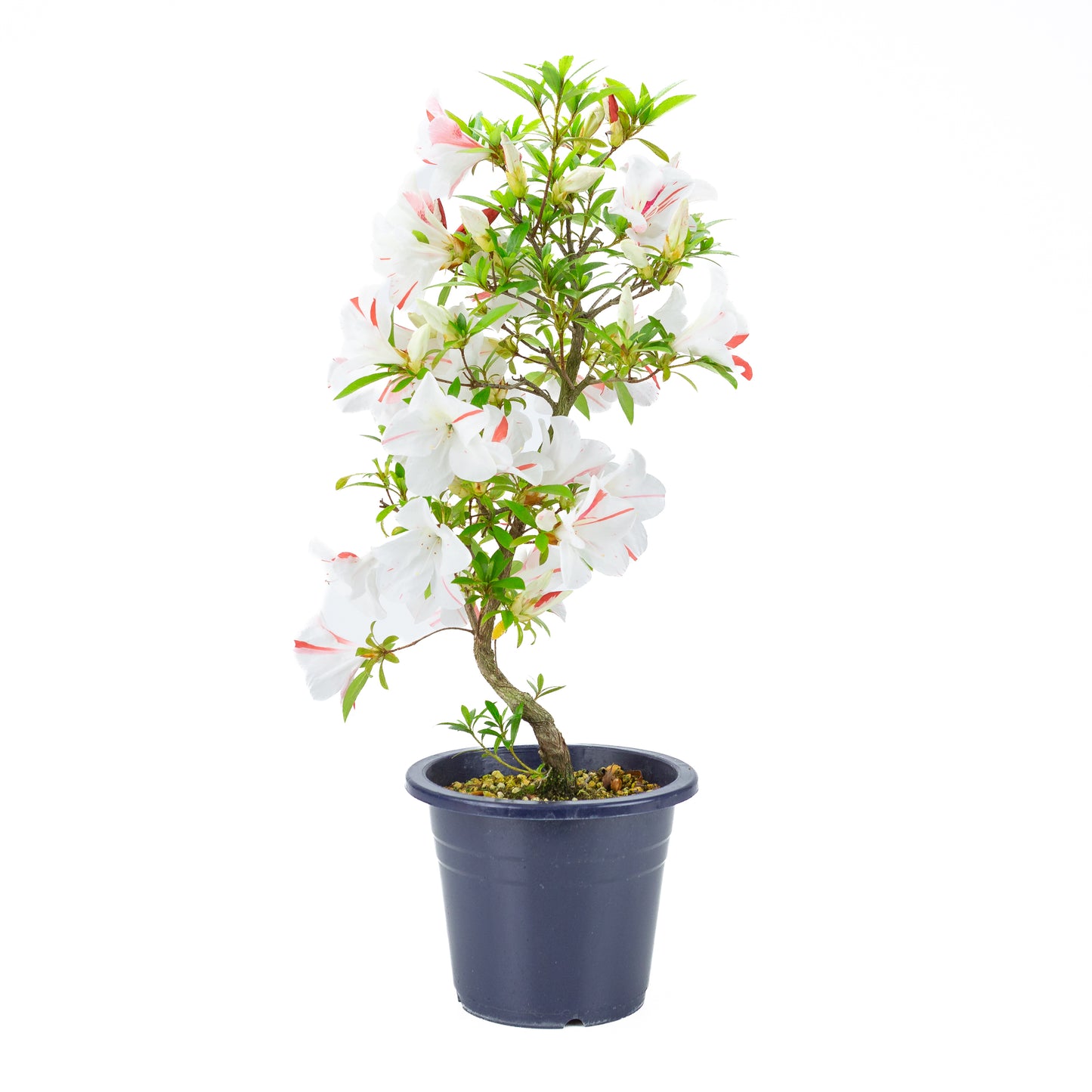 Rhododendron indicum 'Umihotaru' (satsuki azalea), hoogte ~58cm