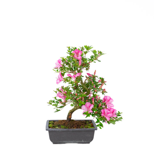 Rhododendron indicum 'Azuma Kagami' (satsuki azalea), height ~45cm