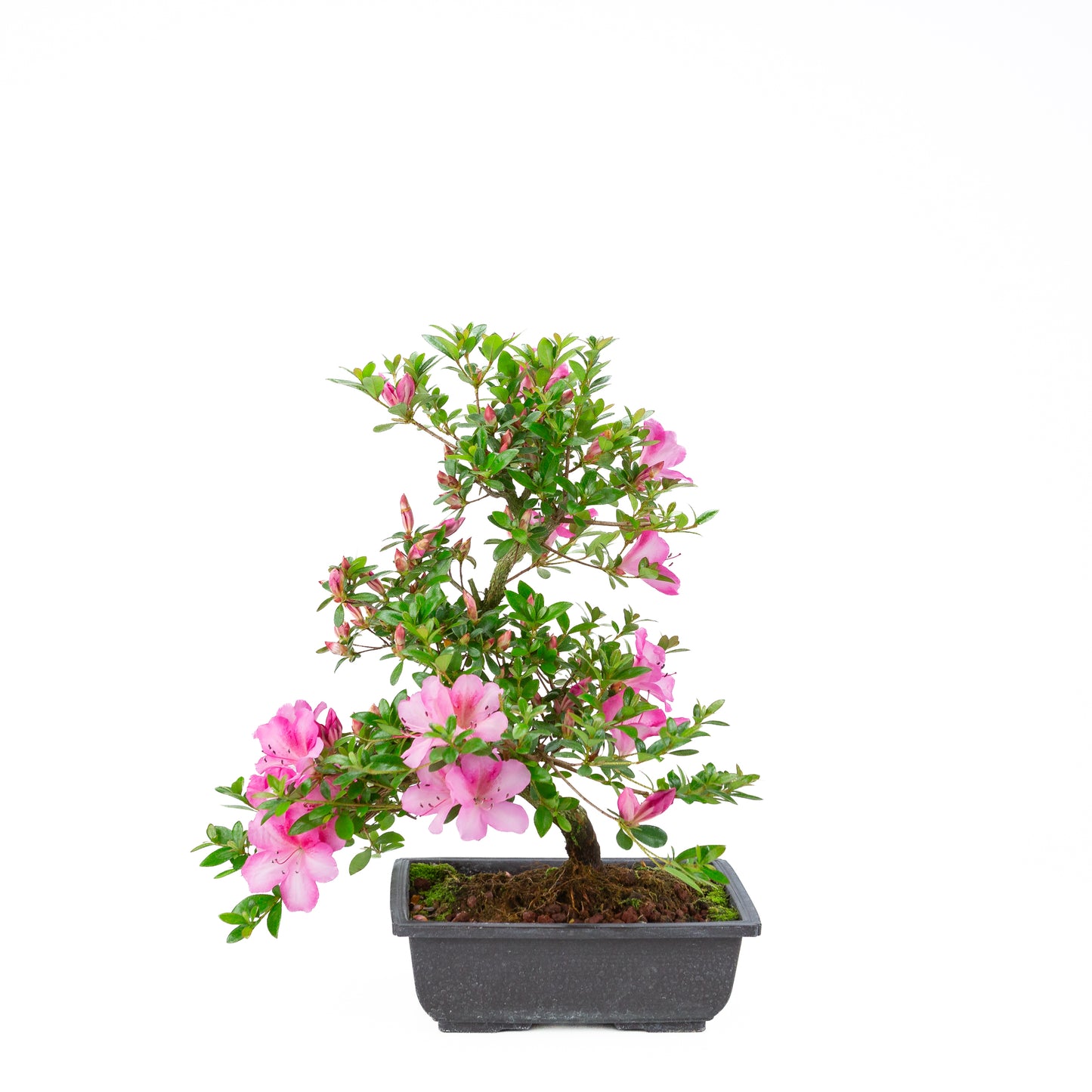 Rhododendron indicum 'Azuma Kagami' (satsuki azalea), hoogte ~45cm