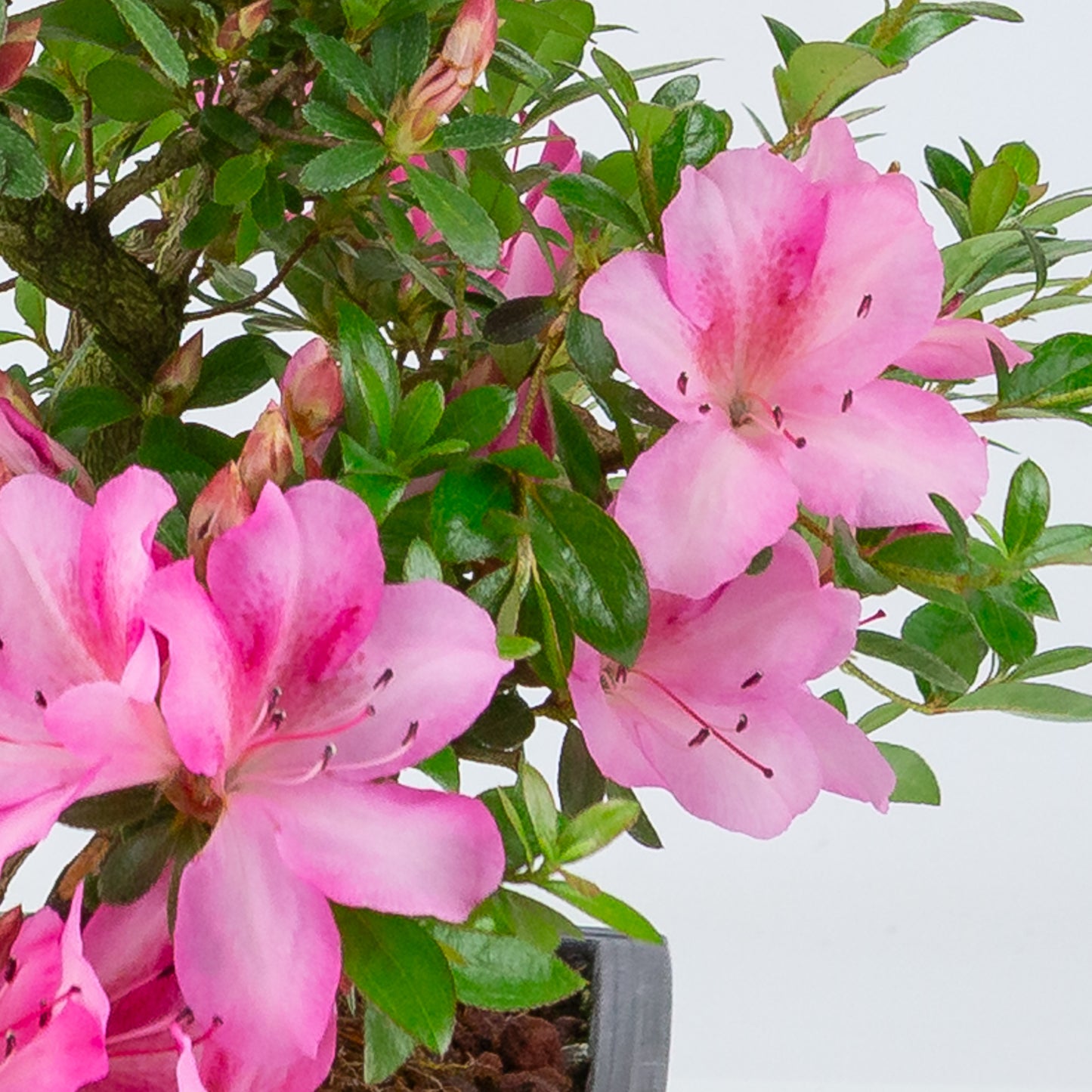 Rhododendron indicum 'Azuma Kagami' (satsuki azalea), hoogte ~45cm