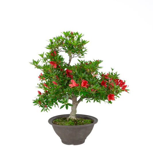 Rhododendron indicum 'Kinka' (satsuki azalea), height ~53cm
