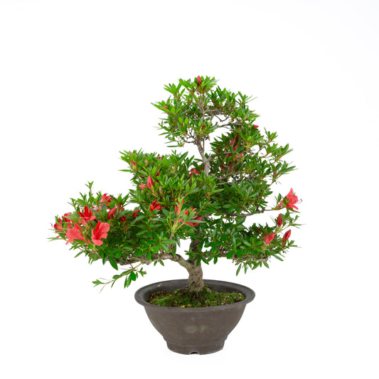 Rhododendron indicum 'Kinka' (satsuki azalea), height ~53cm